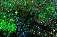 IMG_5309fe